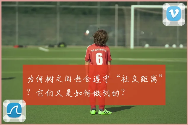 为何树之间也会遵守“社交距离”？它们又是如何做到的？